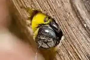 carpenter bee inside hole