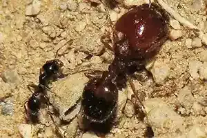 carpenter ant minor worker and major worker side by side