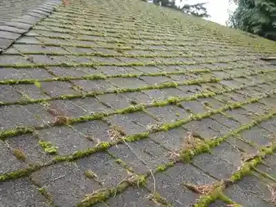 moss growth on north side of roof