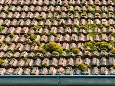 moss on clay tile roof