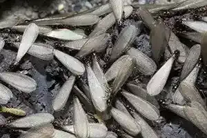 swarmer termites
