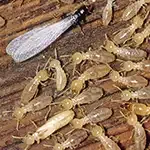 termite inspection - feature dimage